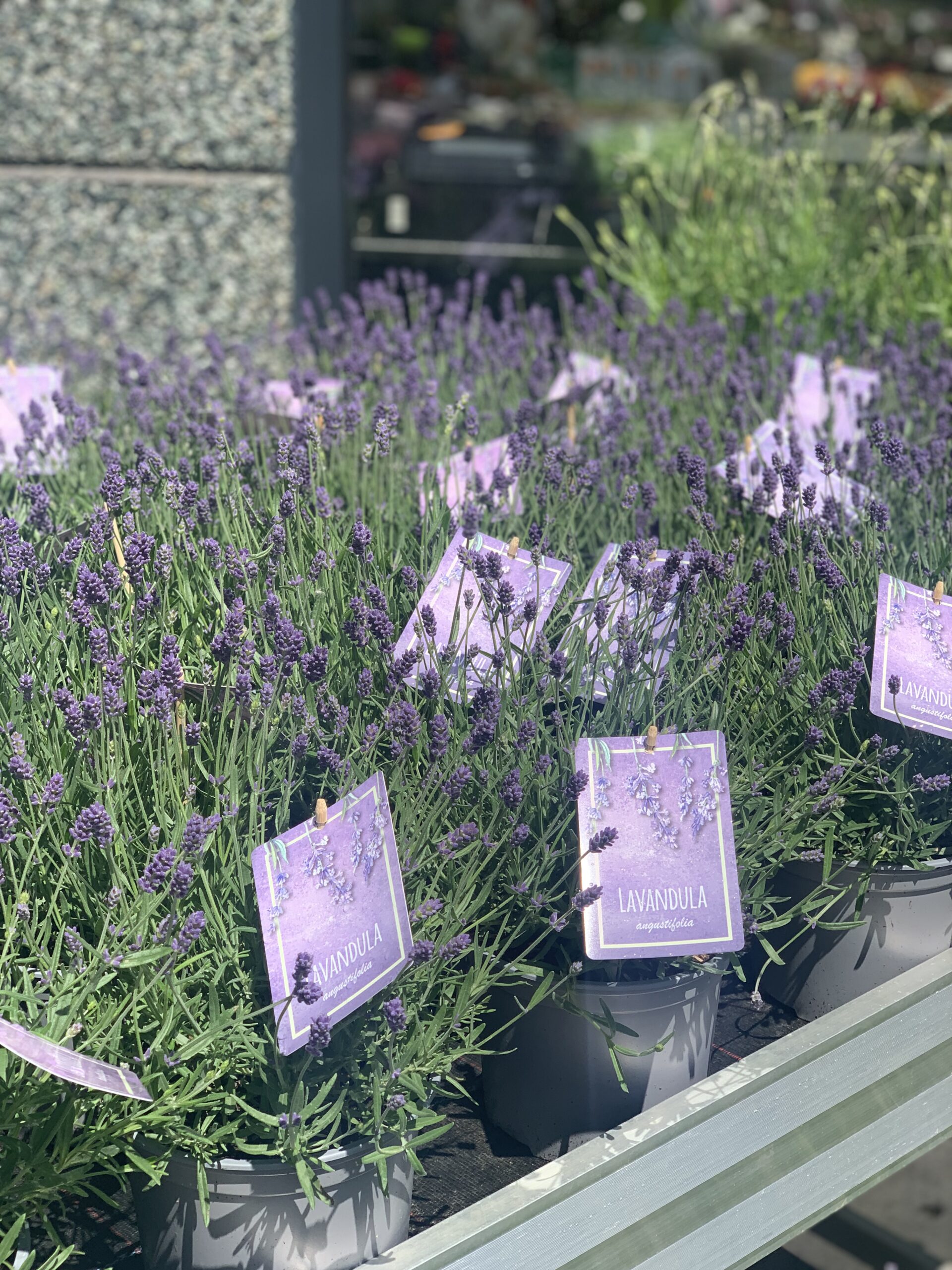 Lavandula Angustifolia pot 17