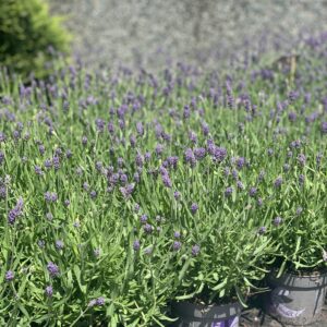 Lavandula Angustifolia pot 14