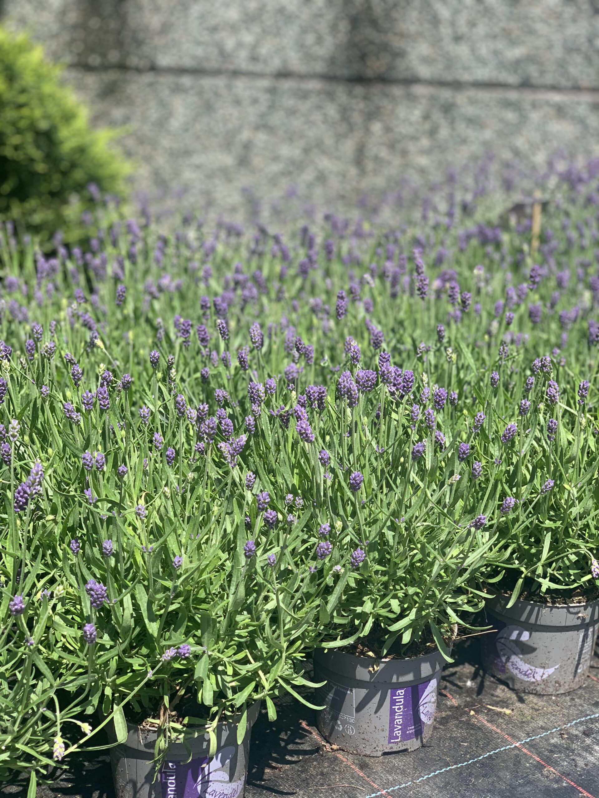 Lavandula Angustifolia pot 14