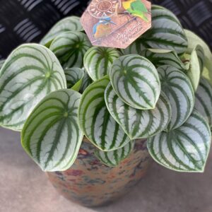 Peperomia Watermelon pot 17