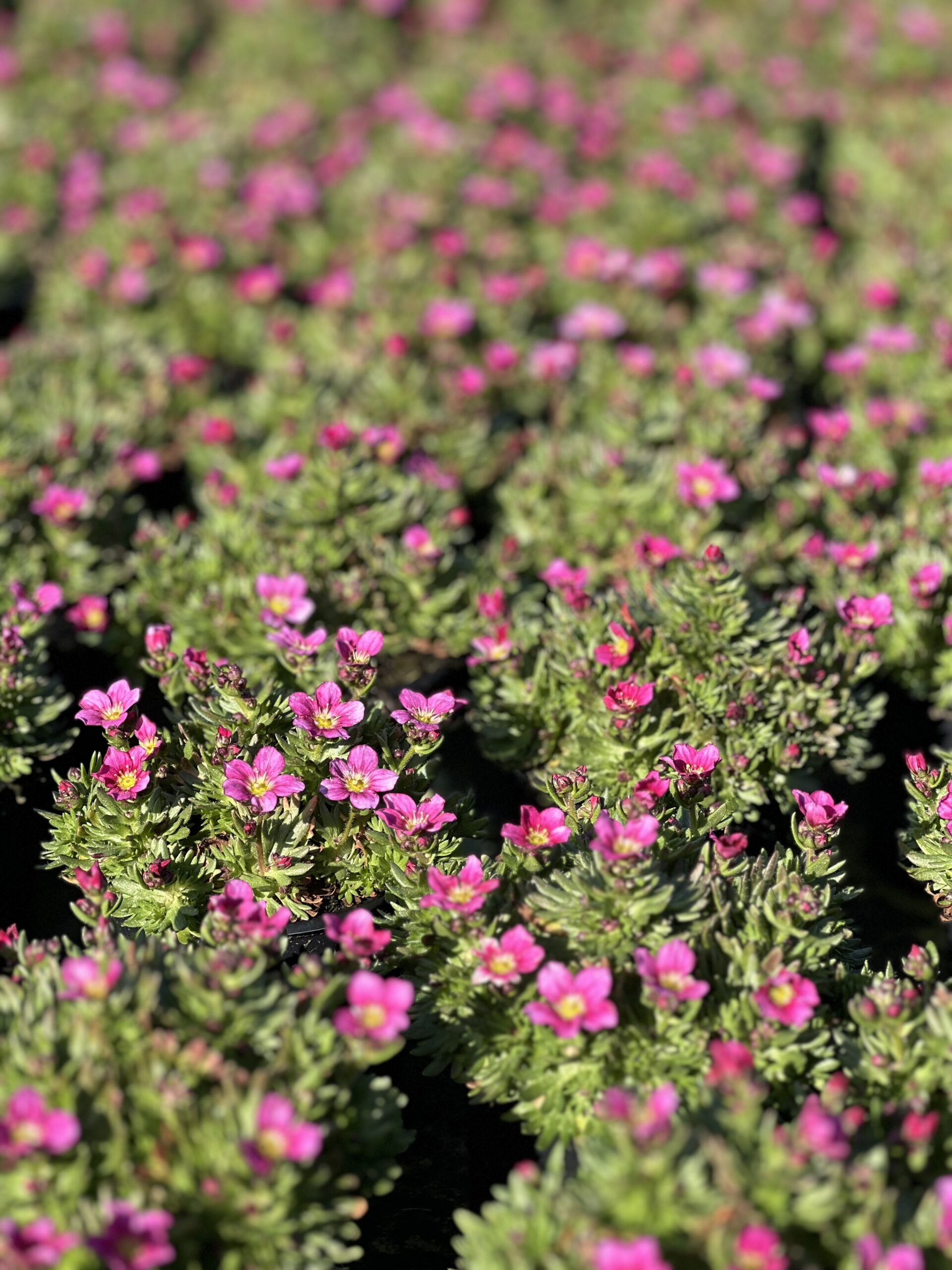 Saxifraga - Steenbreek - Image 3