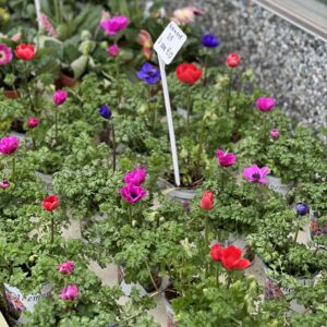 Anemone Mix