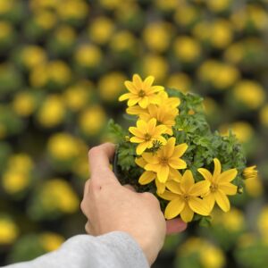 Bidens