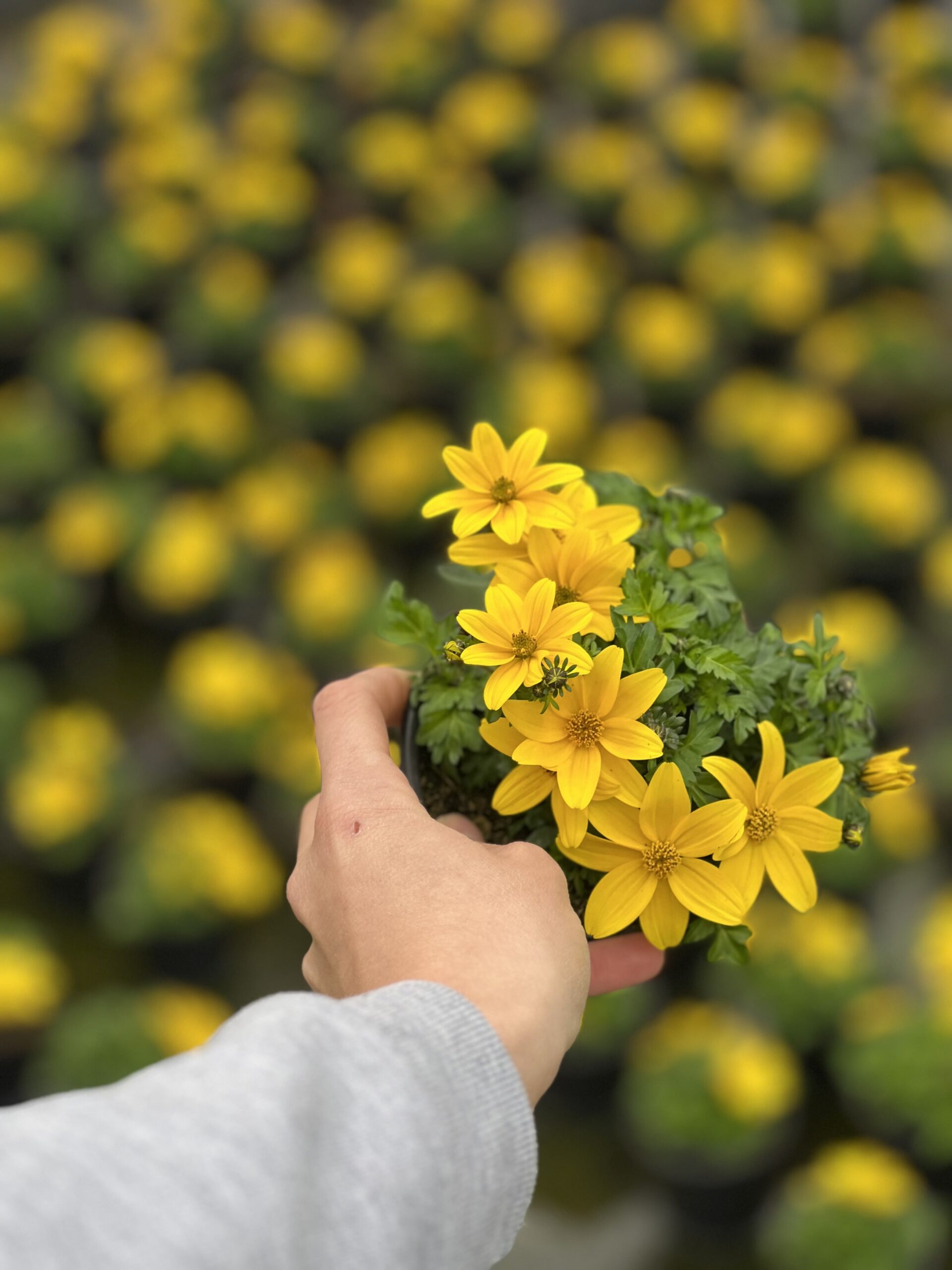 Bidens