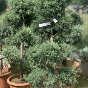 Cupressus Arizona Fastigiata Pompons LV18 135 cm