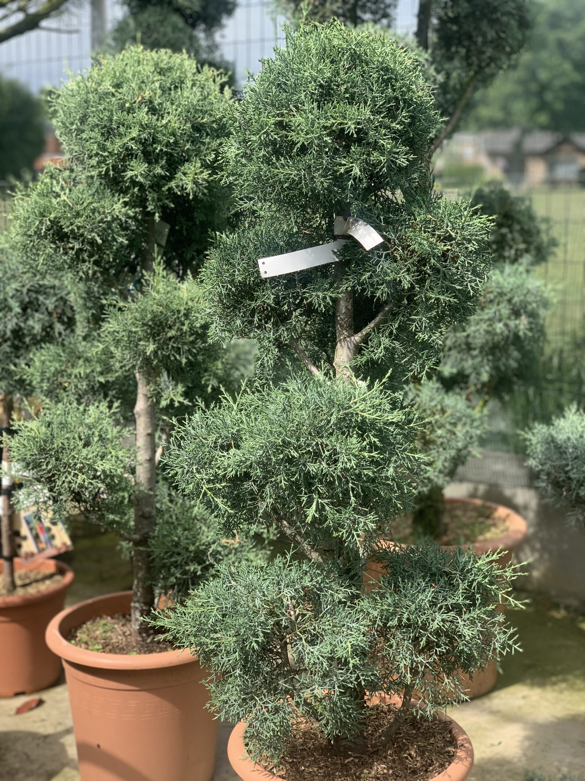 Cupressus Arizona Fastigiata Pompons LV18 135 cm