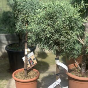 Cupressus Arizona Fastigiata LV9 Mini Alberetto