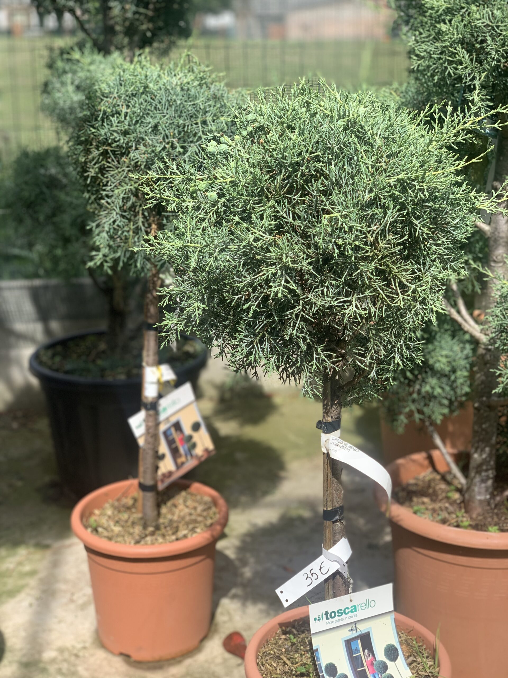 Cupressus Arizona Fastigiata LV9 Mini Alberetto