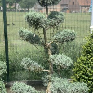 Cupressus Arizona Fastigiata Bonsai 190cm