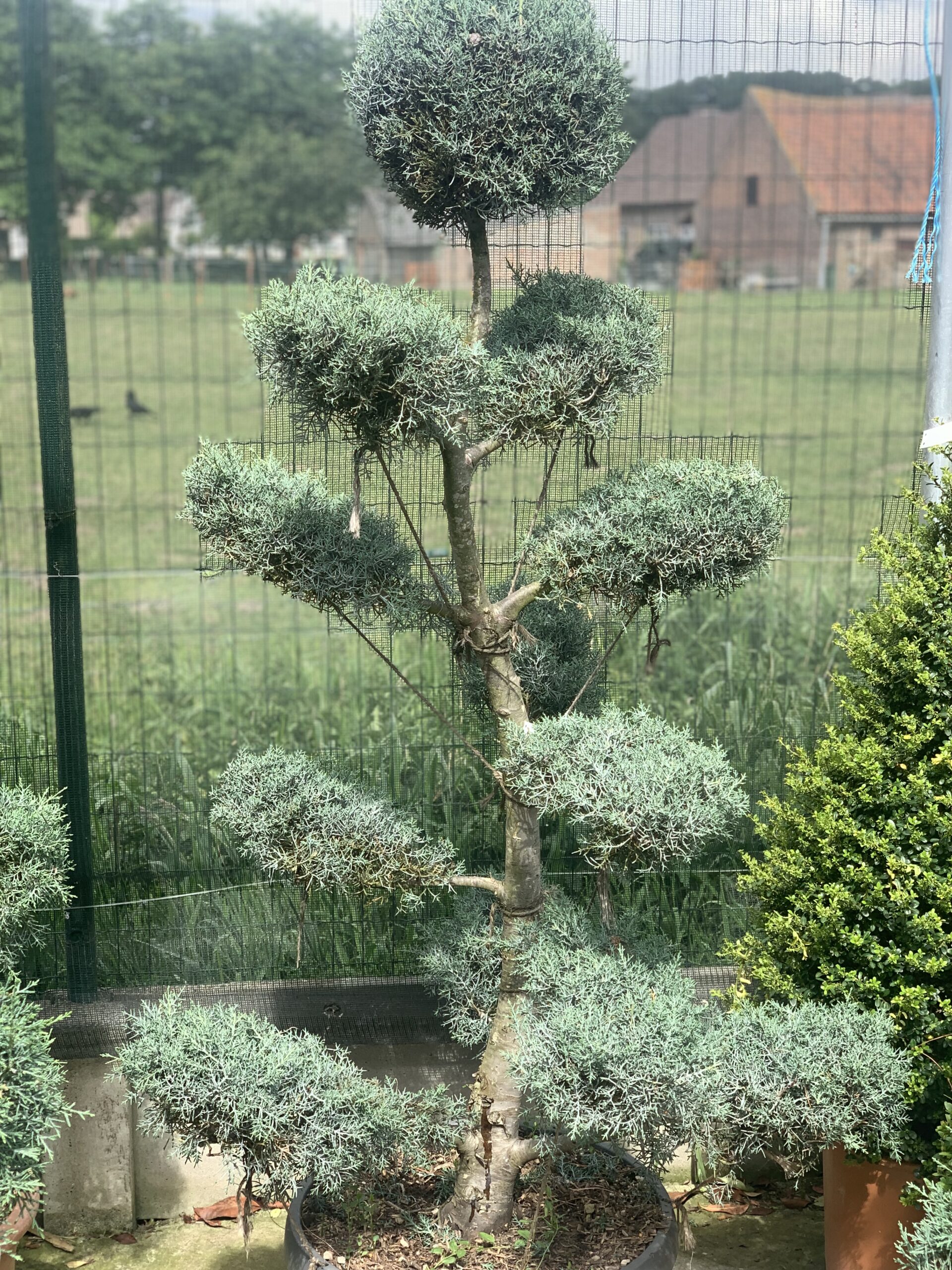 Cupressus Arizona Fastigiata Bonsai 190cm