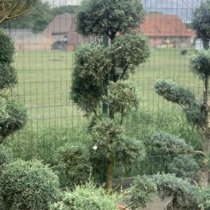 Cupressus Arizona Fastigiata LV24 Pompons 200cm