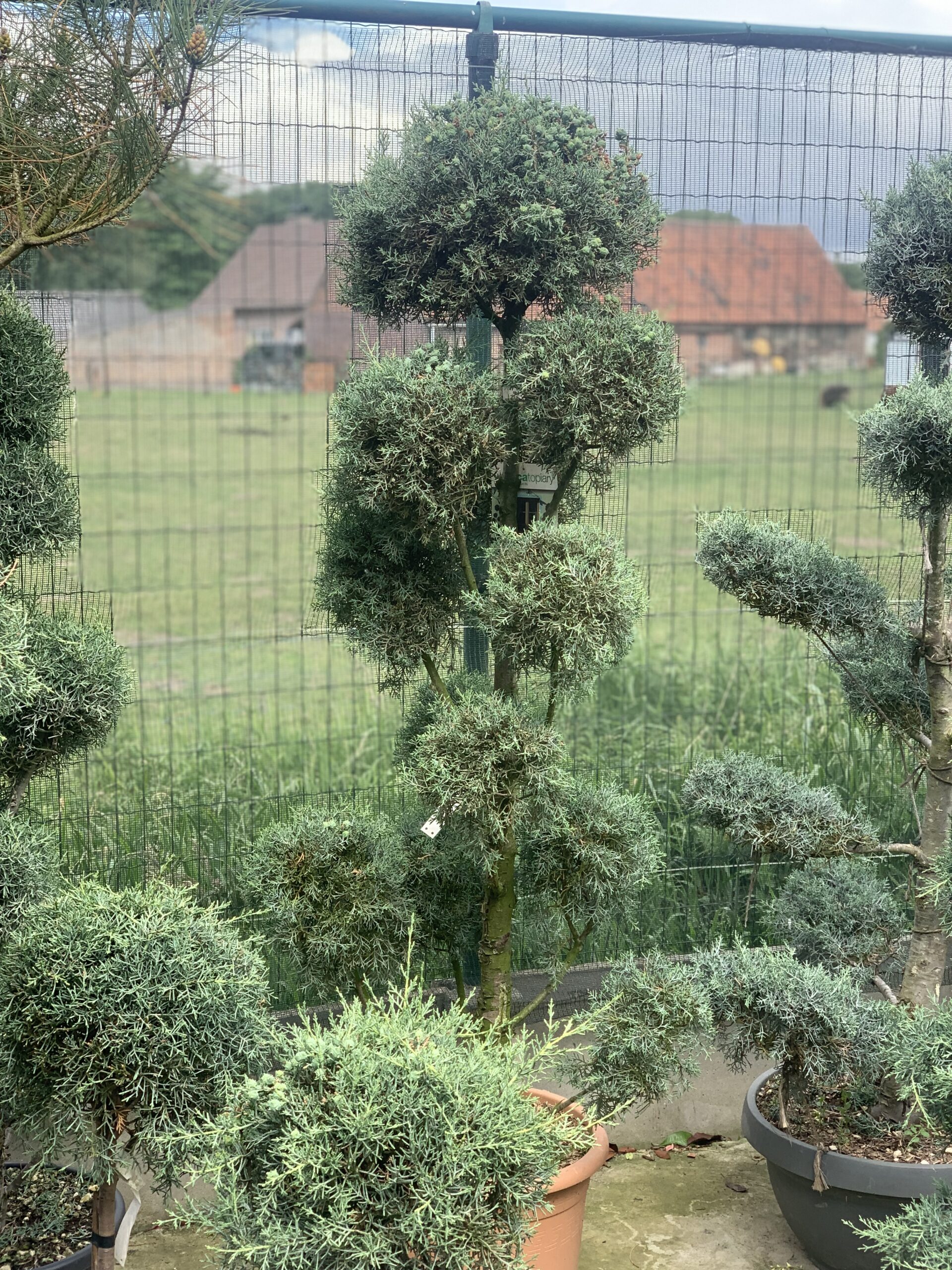 Cupressus Arizona Fastigiata LV24 Pompons 200cm