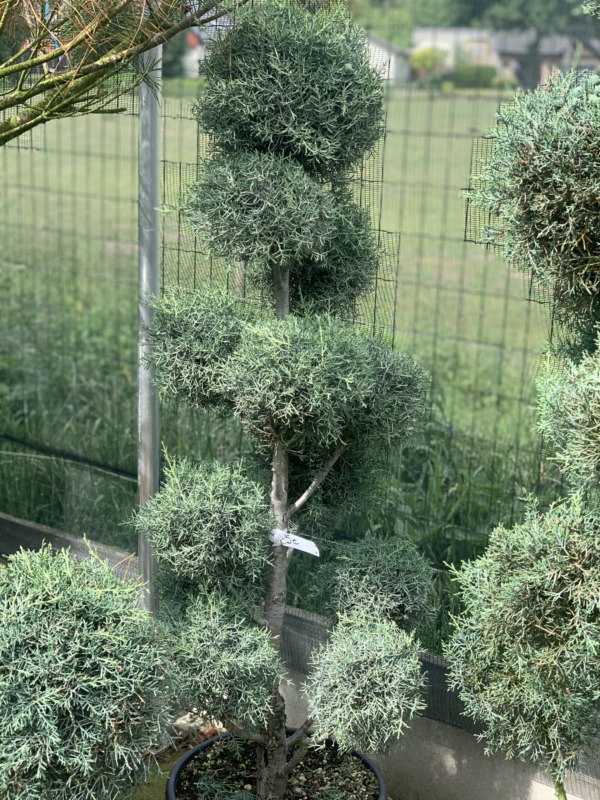 Cupressus Arizona Fastigiata Pompons 175cm