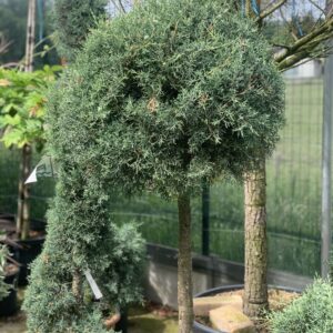 Cupressus Arizona Fastigiata Bol op stam 175cm