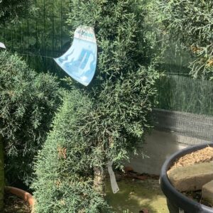 Cupressus Arizona Fastigiata LV 14 Spiraal 145 cm