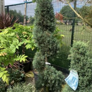 Cupressus Arizona Fastigiata Spiraal 200 cm