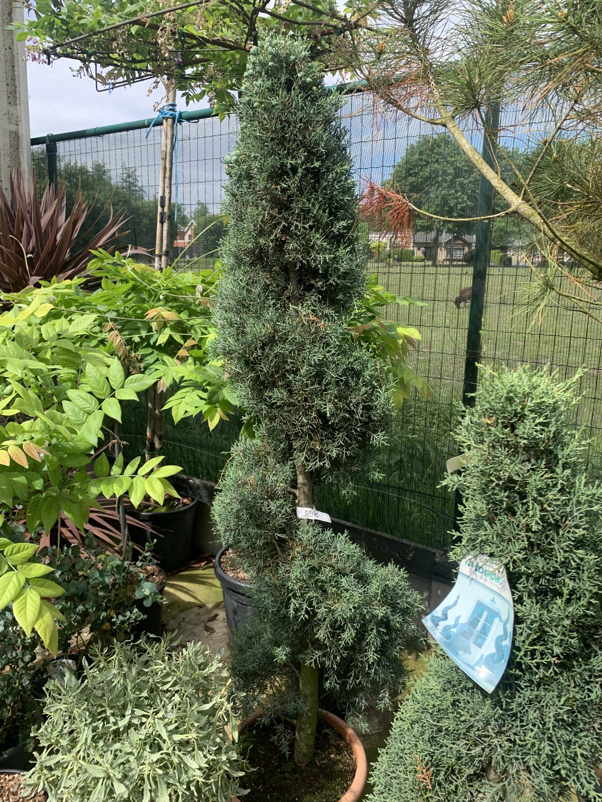 Cupressus Arizona Fastigiata Spiraal 200 cm