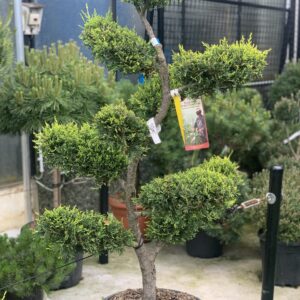 Cupressocyparis Leylandii Castlewelland Gold clt 45 Bonsai 160 cm