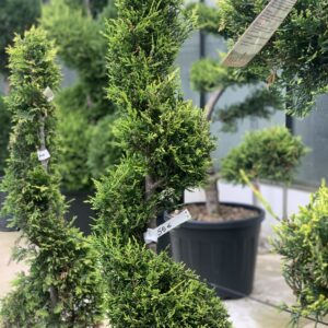 Cupressocyparis Leylandii Castlewelland Gold Spiraal 135 cm