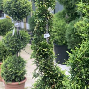 Cupressocyparis Leylandii Castlewelland Gold LV9 Spiraal 115cm