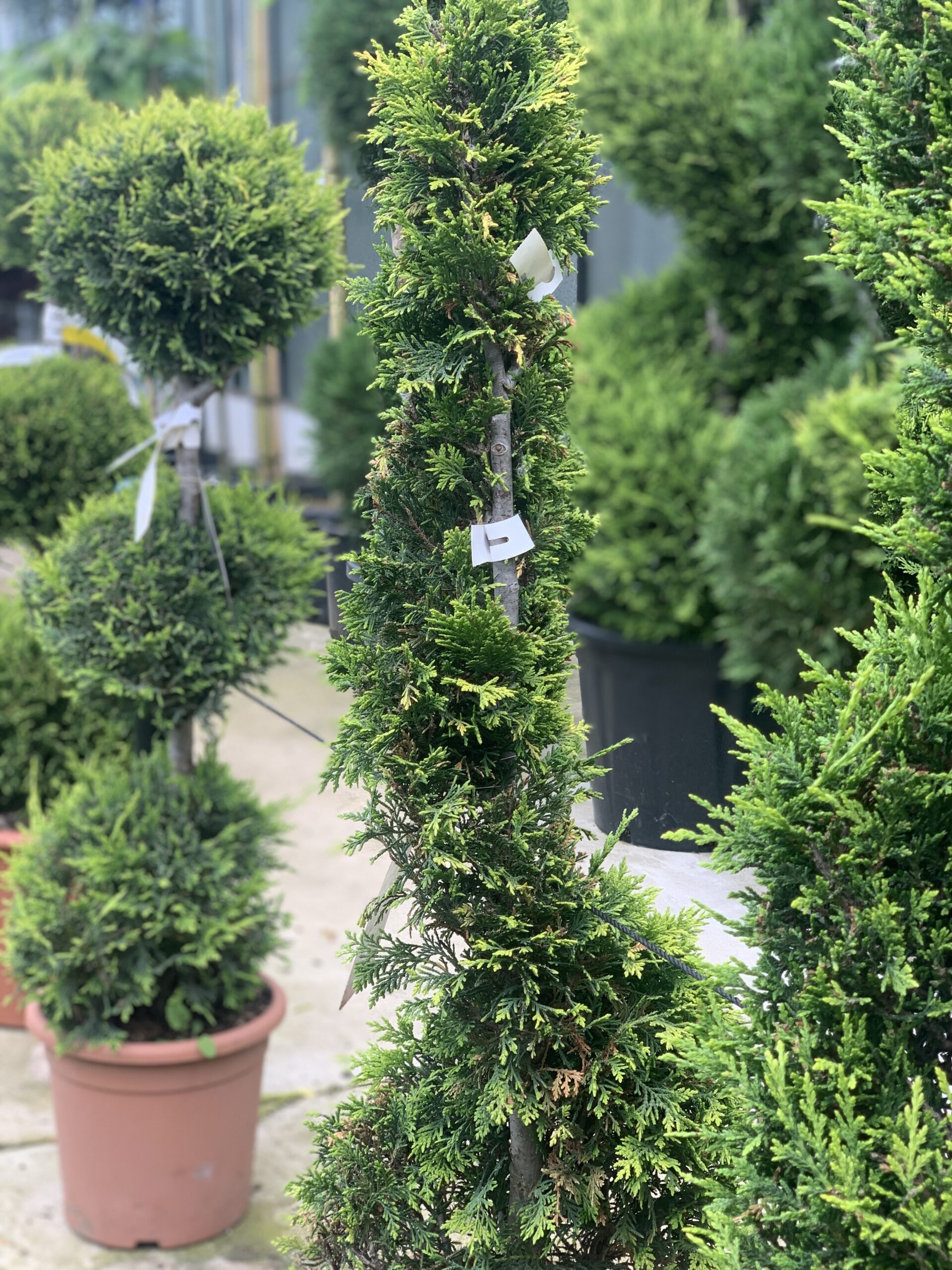 Cupressocyparis Leylandii Castlewelland Gold LV9 Spiraal 115cm
