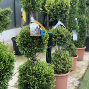 Cupressocyparis Leylandii Castlewelland Gold Lv14 3 bollen
