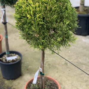 Cupressocyparis Leylandii Castlewelland Gold