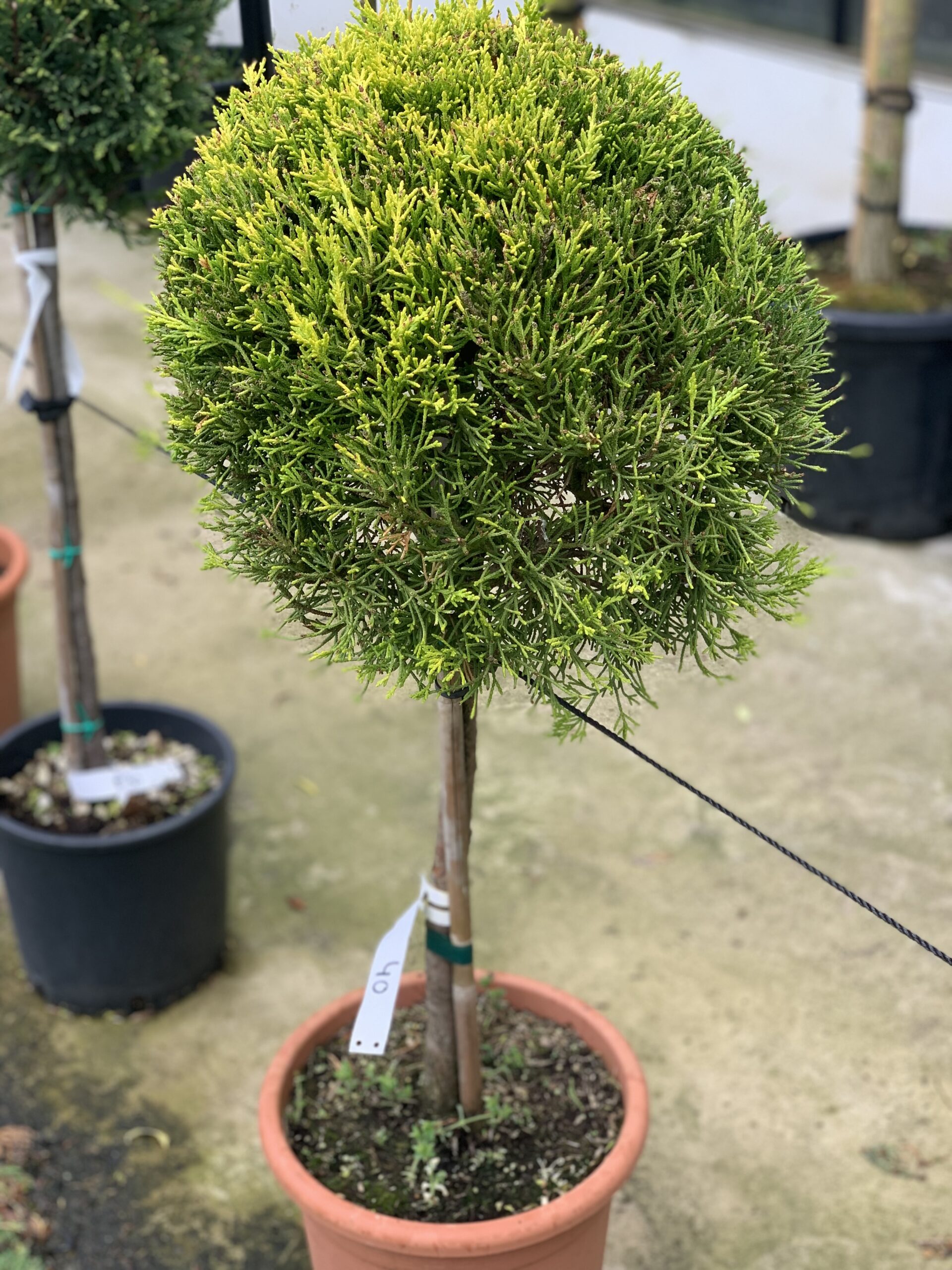 Cupressocyparis Leylandii Castlewelland Gold