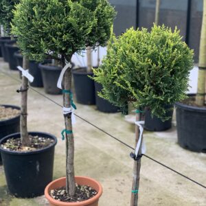 Cupressocyparis Leylandii Castlewelland Gold 100cm