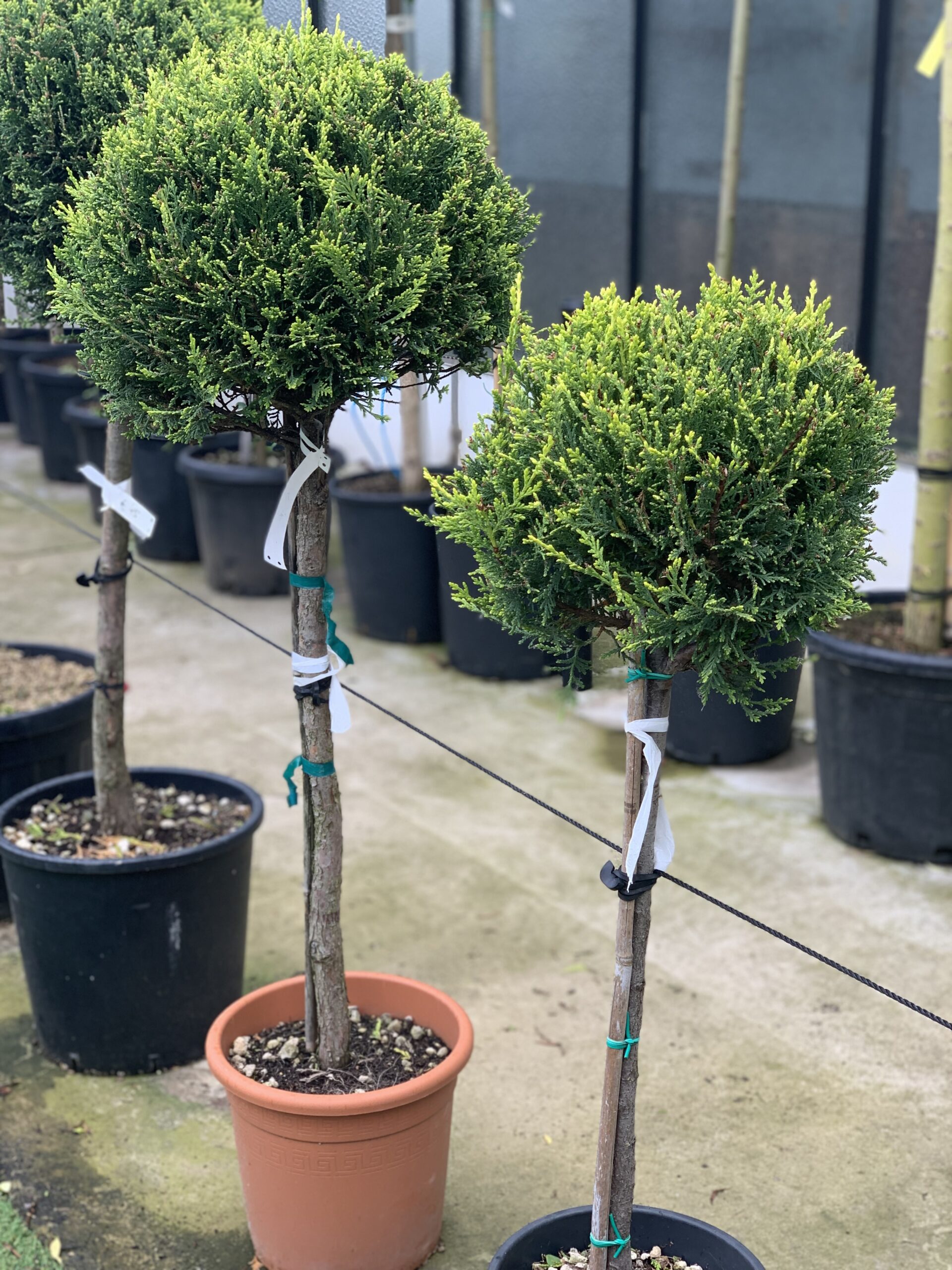 Cupressocyparis Leylandii Castlewellan Gold 115 cm