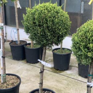 Cupressocyparis Leylandii Castlewelland Gold 120cm