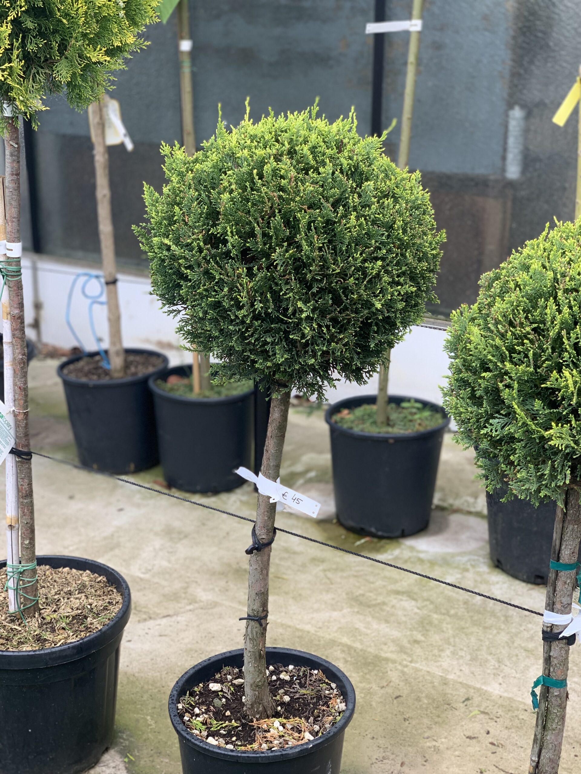 Cupressocyparis Leylandii Castlewelland Gold 120cm