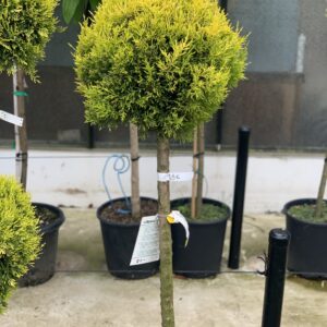 Cupressus Macrocarpa Goldcrest clt 15 155cm