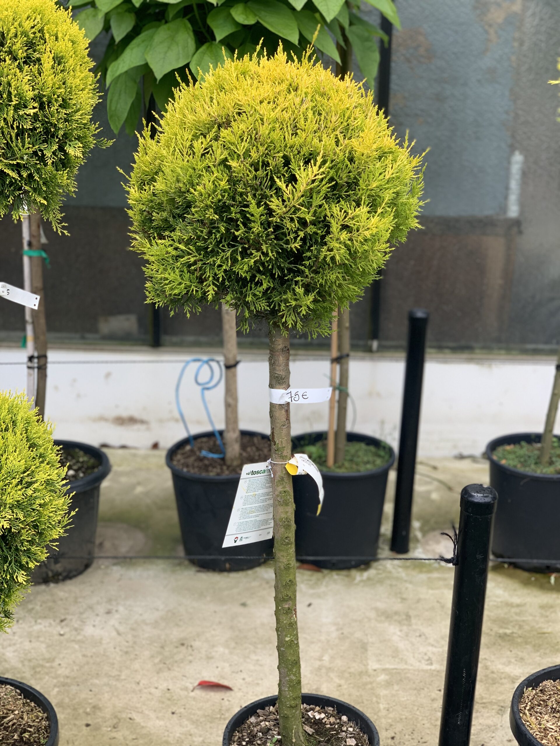 Cupressus Macrocarpa Goldcrest clt 15 155cm