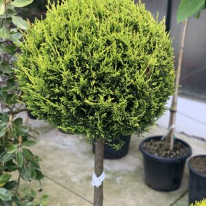 Cupressocyparis Leylandii Castlewelland Gold clt 25 half stam