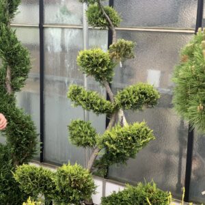 Cupressocyparis Leylandii Castlewelland Gold clt 45 Bonsai 215cm