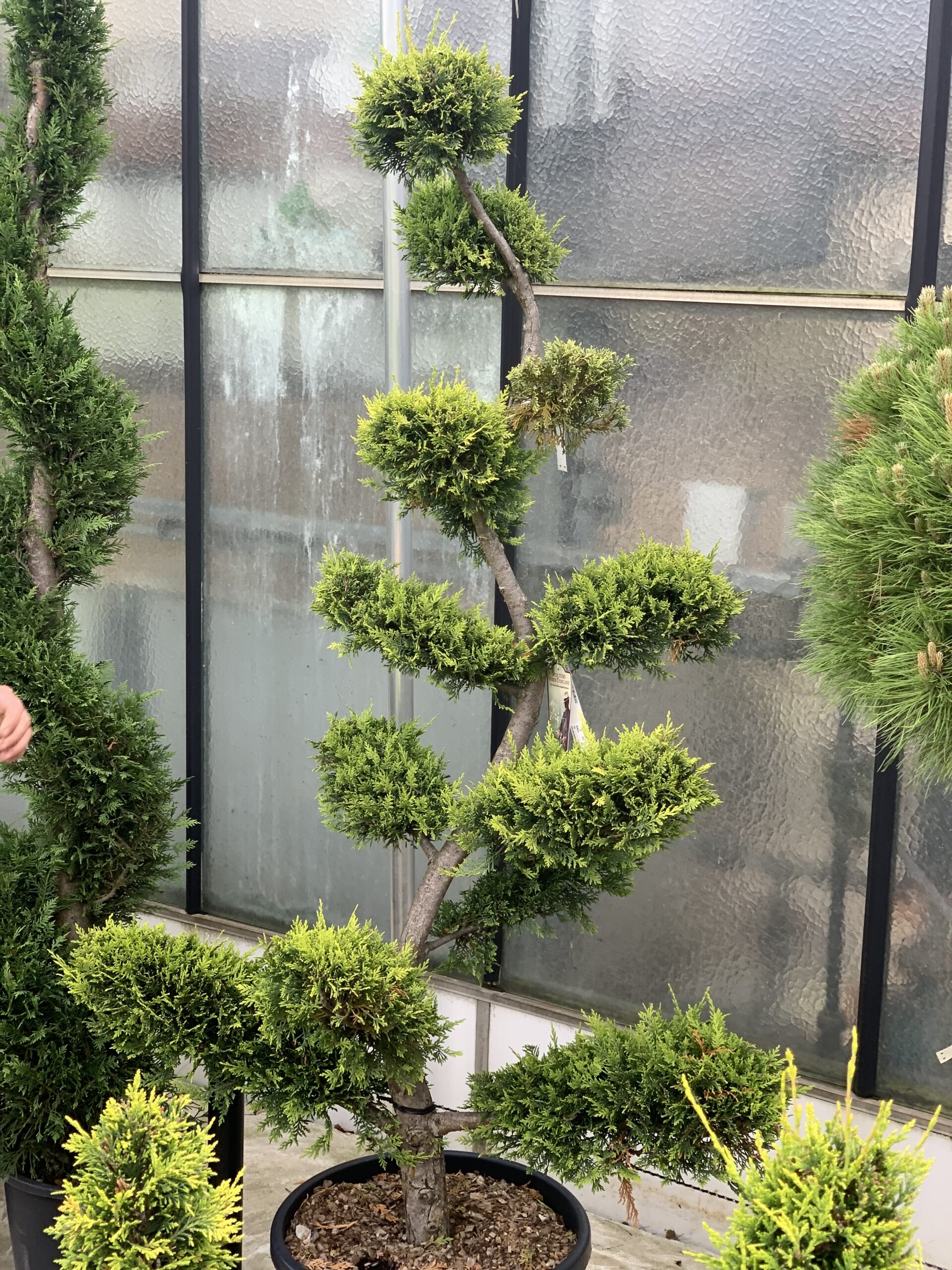 Cupressocyparis Leylandii Castlewelland Gold clt 45 Bonsai 215cm