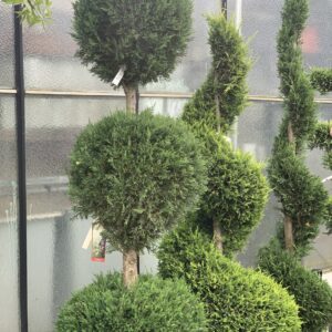 Cupressus Pyramidalis clt 55 3 bollen