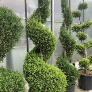 Cupressocyparis Leylandii Castlewelland Gold Spiraal 225cm