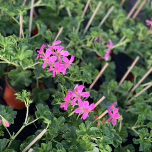 Hanggeranium 'Roi Du Balcon'