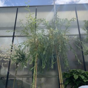 Salix Babylonica Aurea - treurwilg
