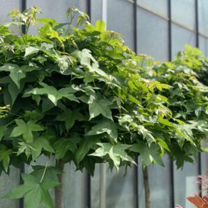 Liquidambar Styraciflua Gumball - Amberboom