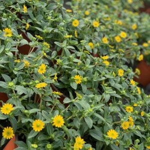 Sanvitalia Procumbens - Huzarenknoop