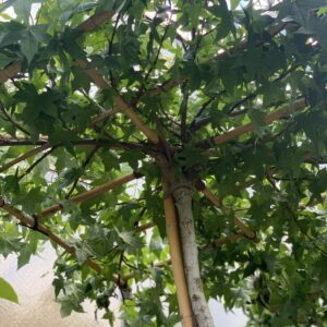 Liquidambar Styraciflua met platform - Amberboom