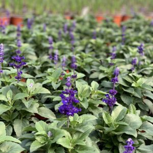 Salvia farinacea Sallyfun ‘Deep Ocean’ – Salie, Salvia