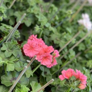 Hanggeranium - Pelargonium Peltatum