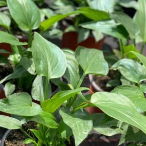 Zantedeschia aethiopica Himalaya - Witte Aronskelk