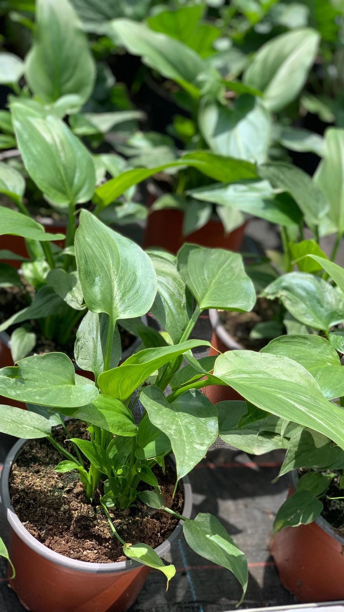 Zantedeschia aethiopica Himalaya - Witte Aronskelk