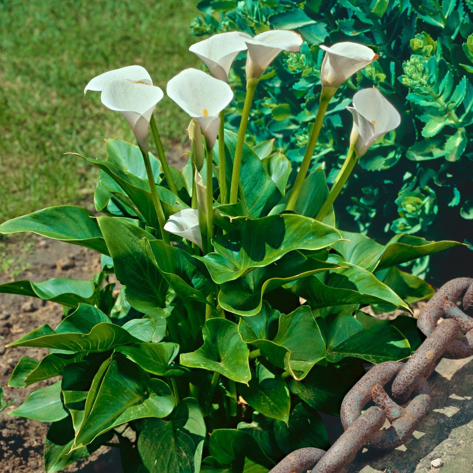 Zantedeschia aethiopica Himalaya - Witte Aronskelk - Image 2