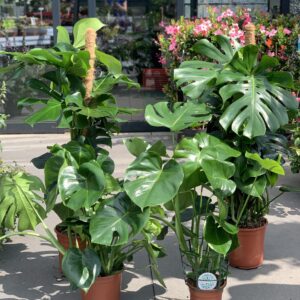 Monstera Deliciosa met mosstok 120cm